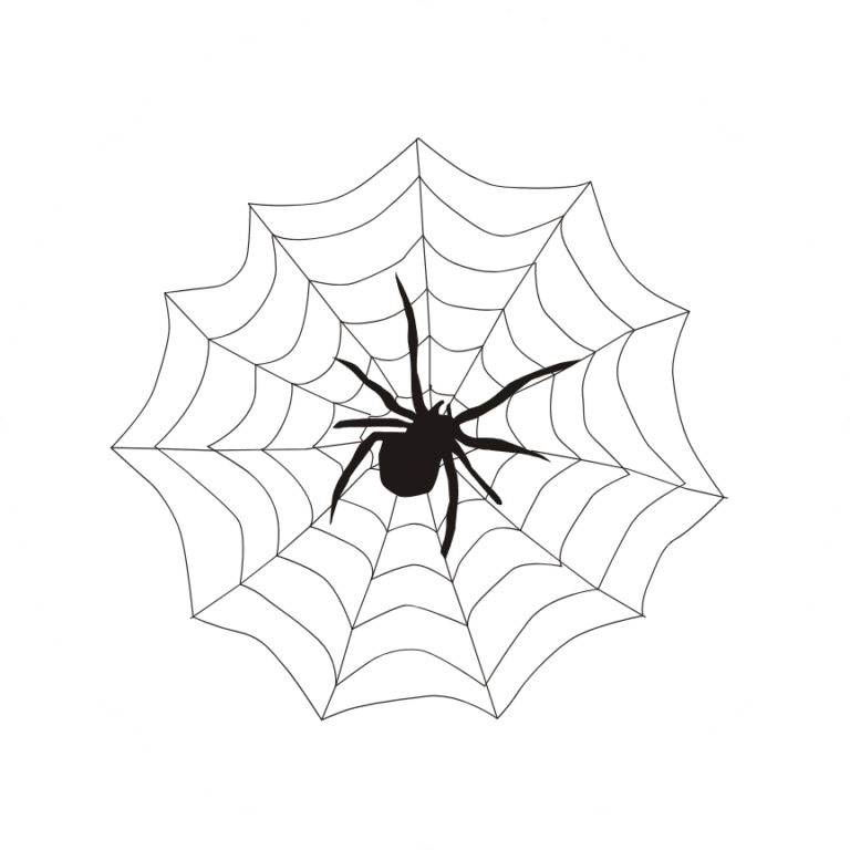 Organising Students Blog - image of a well formed spider web