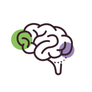 BLOG -Understanding Executive Function: Why Struggle Isn’t Defiance - image of a brain